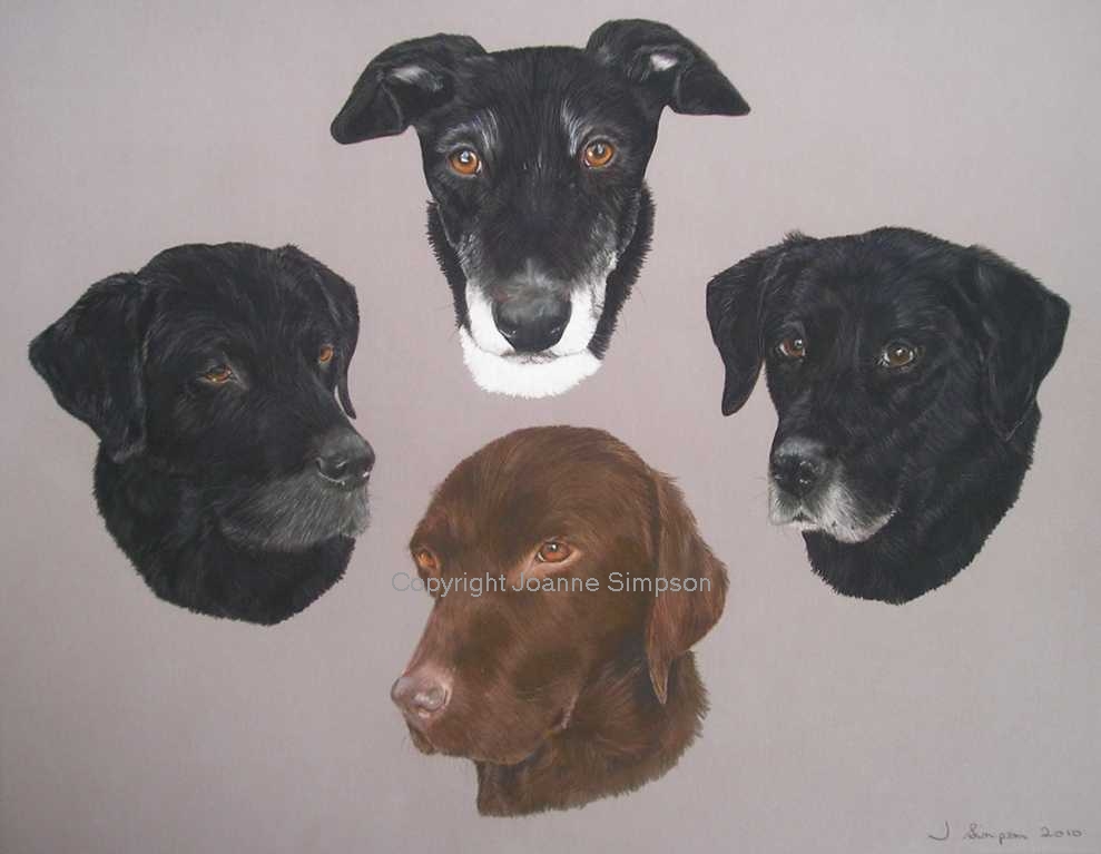 Labradors and Lurcher pet portrait by Joanne Simpson